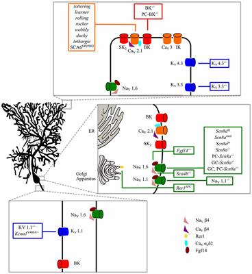 Purkinje Cell Signaling Deficits in Animal Models of Ataxia